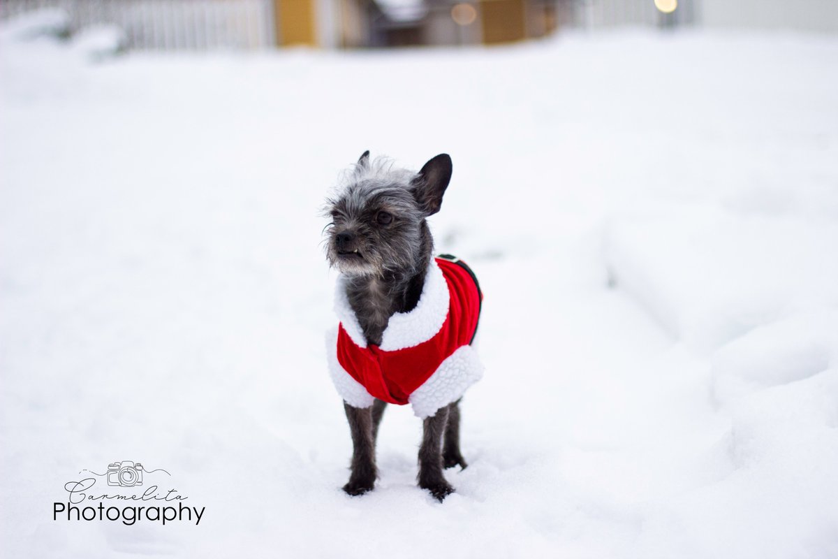 Casper is ready for Christmas! #Christmas #christmasdogs #photography #winter