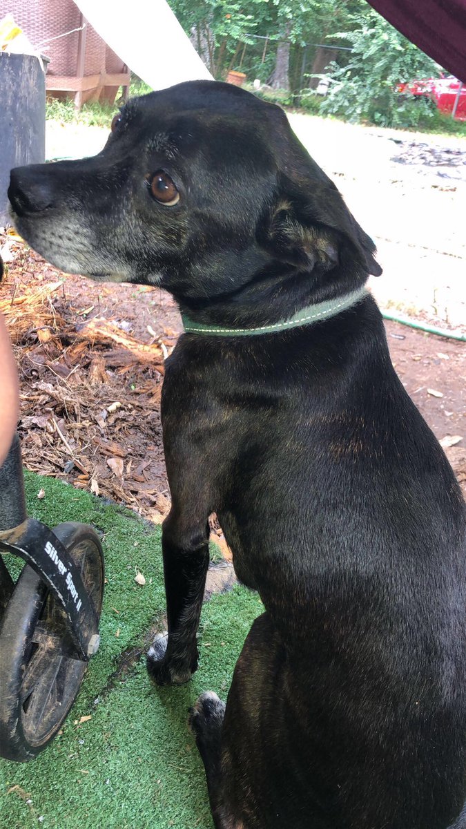 moonchild2195's tweet photo. #buster 1 of 3 https://t.co/b6kZphSVqe