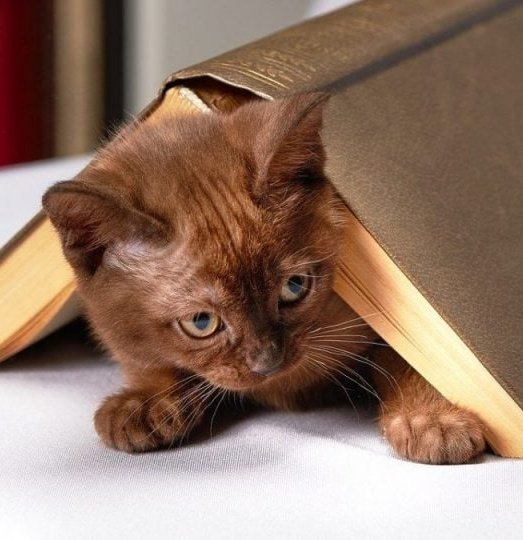 HuggyKitty's tweet photo. Books educate people and can be used as weapons against ignorance. That's why books are important.ππππ#BooksAreImportant https://t.co/McbndaOPH9