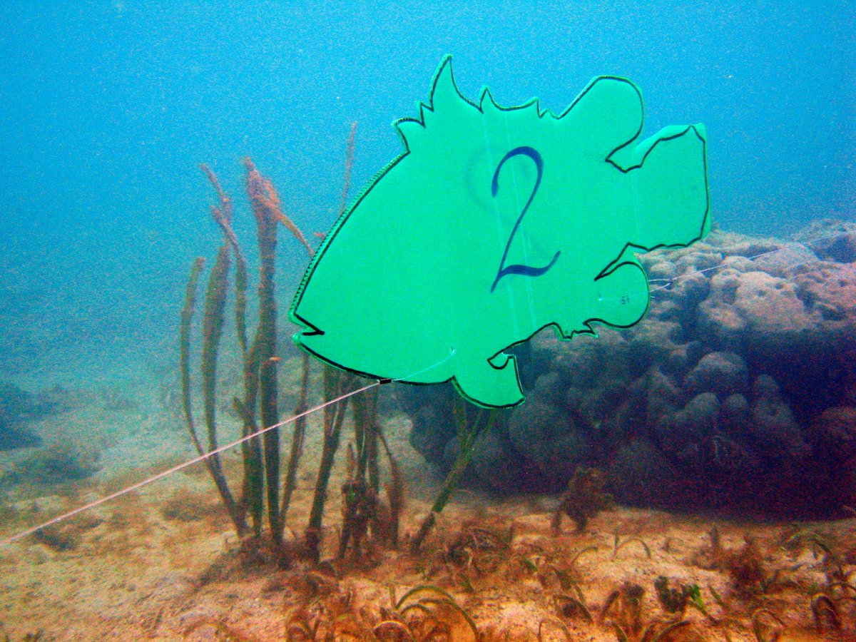 andreasmuljadi's tweet photo. Underwater fish lenght estimation exercise. #lenghtestimation #fishgeek https://t.co/Vg1S4s6fQh
