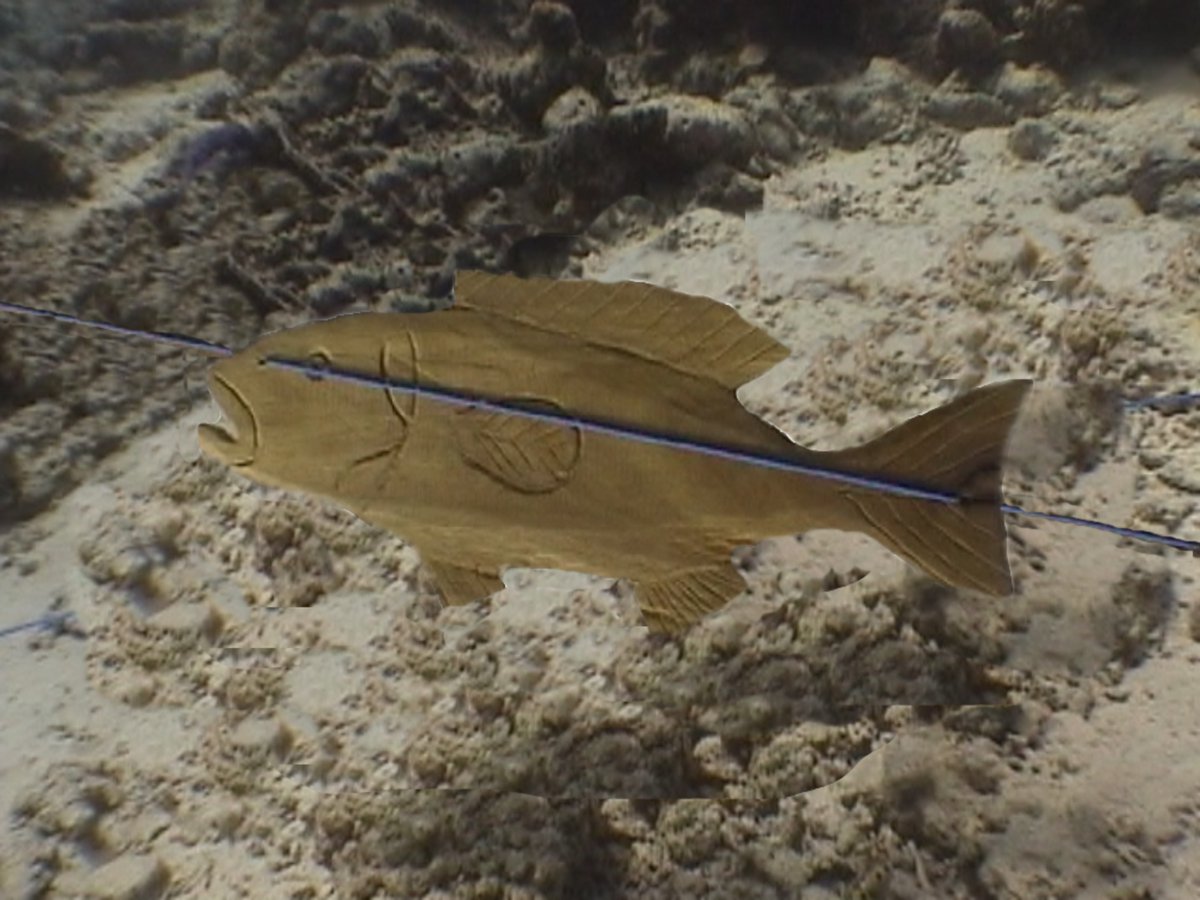 andreasmuljadi's tweet photo. Underwater fish lenght estimation exercise. #lenghtestimation #fishgeek https://t.co/Vg1S4s6fQh