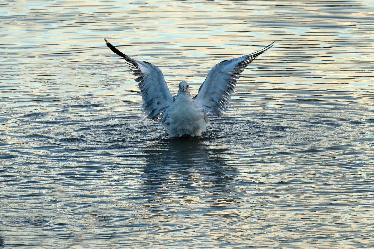 Today’s shot… Spreading wings. Palo Alto Baylands. December, 2022.

#nikon #nikonphotography #nikoncreators #nikonnofilter #nikonz9 #naturephotography #birdphotography #paloaltobaylands
