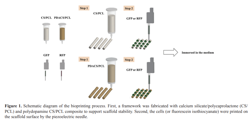 IJB_ASP's tweet photo. Application of #piezoelectric #cells printing on three-dimensional porous bioceramic #scaffold for bone regeneration
#bioprinting #3Dprinting #extrusion #Bonetissueengineering #Calciumsilicate #Polydopamine
Read more:👇
https://t.co/1bnnCRqclJ https://t.co/koMewjUPsM
