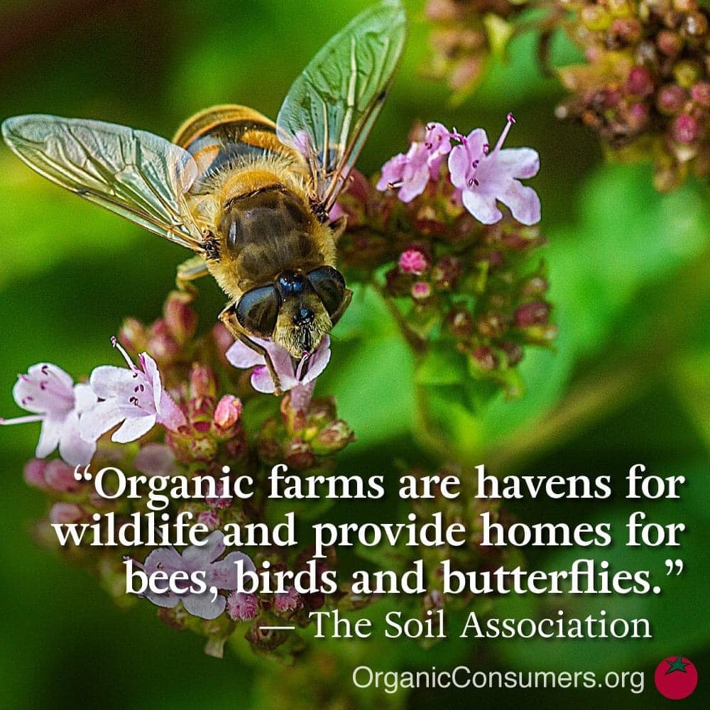 Organic Consumers Association tweet media