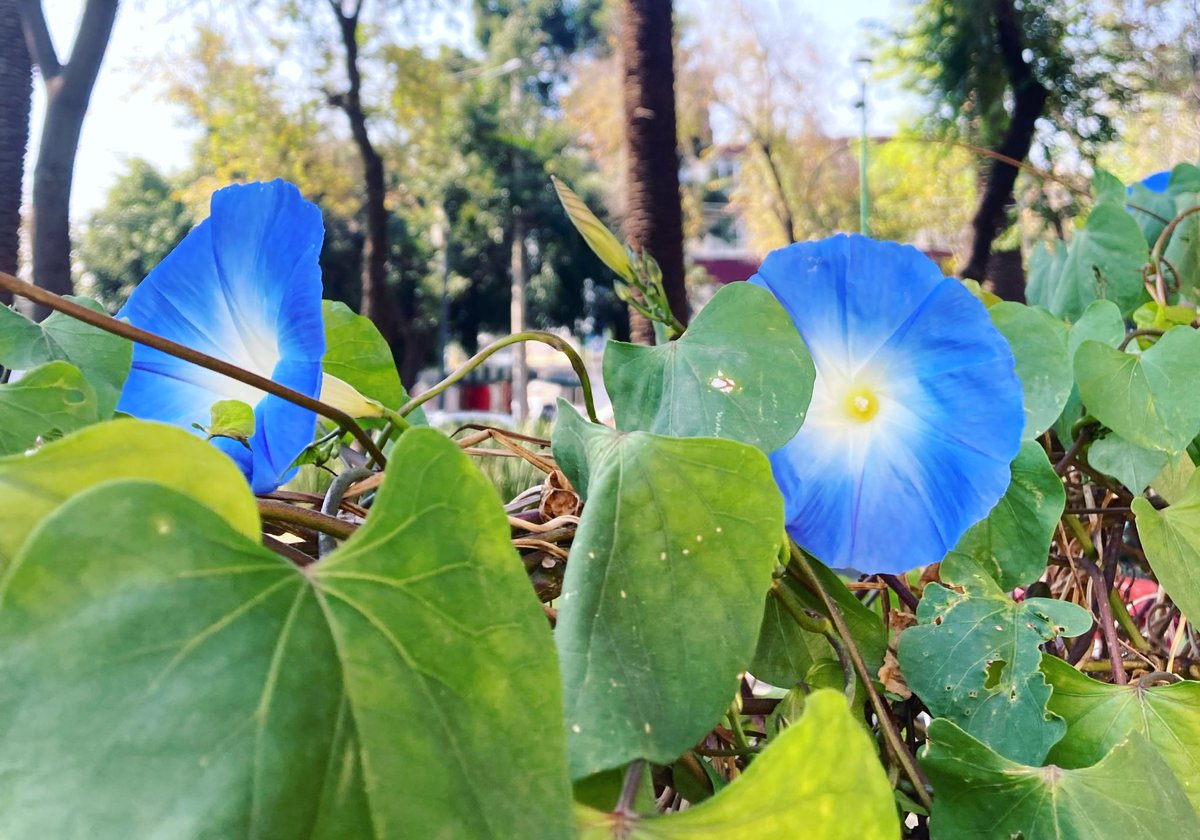 Azul Narvarte