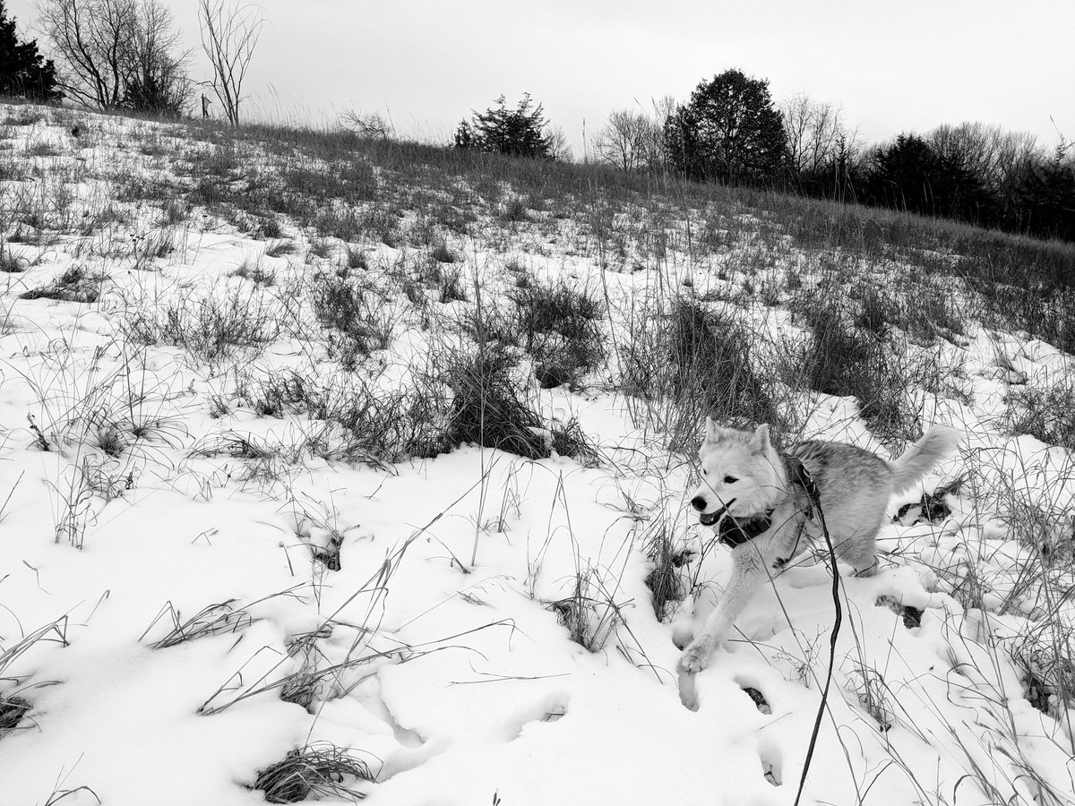 paws2trail's tweet photo. Twas a good day for pouncing mouses throughout Afton State Park, as there isn't enough snow for skiing yet.

And power was out at the house as we get solar installed! https://t.co/9c05SMdw0T