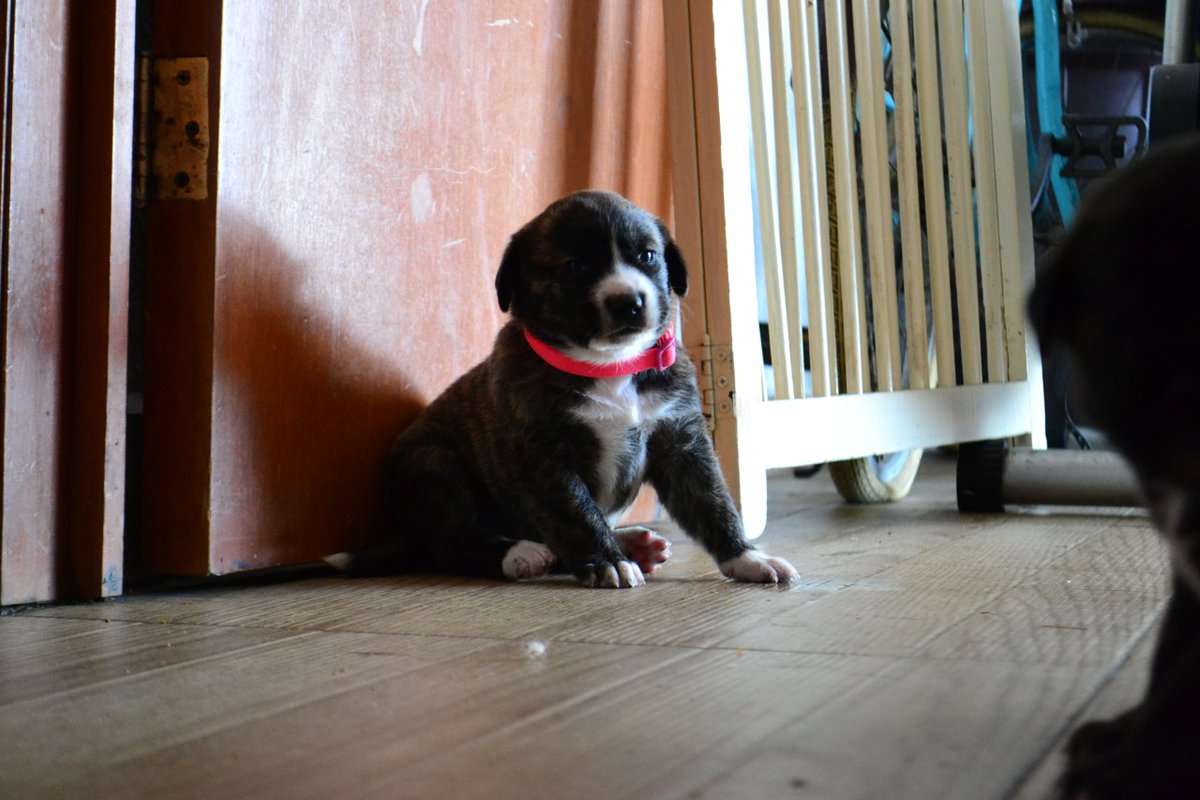 Direri Pérez tweet media