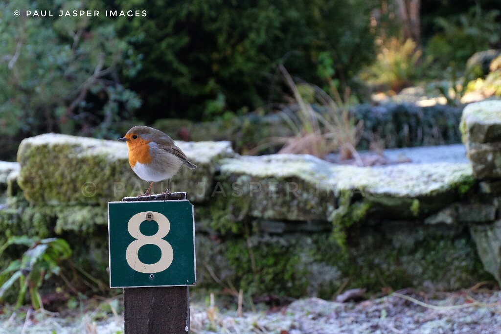 jaspersimages's tweet image. A cold frosty morning visit to Hergest Croft Gardens sitting alongside Offas Dyke Path at Kington close to the Powys border. Enjoying season ticket and solitude, except Table 8 was growing impatient for breakfast!😀 @HergestG @ThePhotoHour @StormHour @StormHourMark @OffasDykePath
