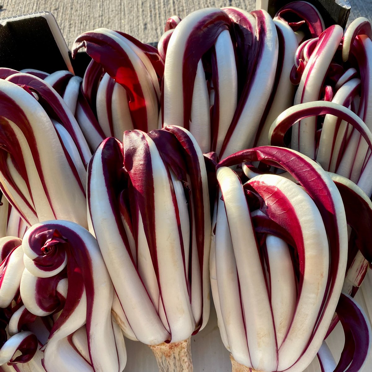 rushtonsgrocer's tweet photo. Tradivo are known for their long curled leaf and strong, bitter taste
#Rushtons #Rushtonsthechefsgreengrocer #wholesale #catering #hospitality #restaurant #chef #londonsupplier #seasonalproduce #NCGM #tardivo #italianproduce https://t.co/CgJQrDrenk