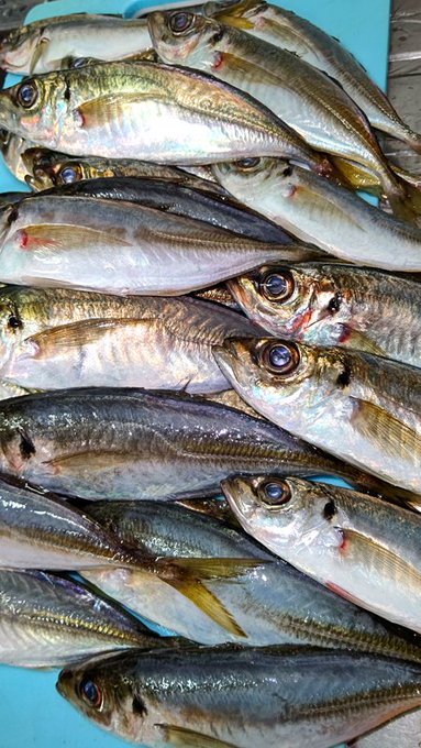 セカンド冷凍庫ありがたや～🤤
それにしても200匹超捌くのは未知の領域(ほぼ手伝いですが)
この苦労を経験すると魚屋さん尊敬するし寿司はもっと高価で良いと思う 