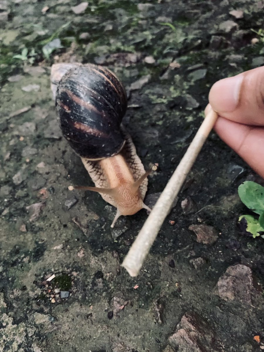 GalieZol's tweet image. Take it Slow 🐌💨
#smokeweed #Durban #livelife