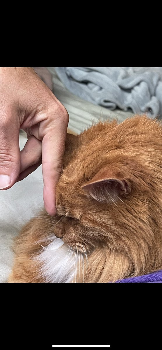 doocrowder's tweet photo. number one cat - manny 😻
he’s 23! he’s a mean old daddy but i like him🥰 https://t.co/R65jUAF1LR
