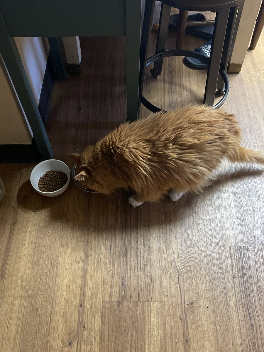 doocrowder's tweet photo. number one cat - manny 😻
he’s 23! he’s a mean old daddy but i like him🥰 https://t.co/R65jUAF1LR