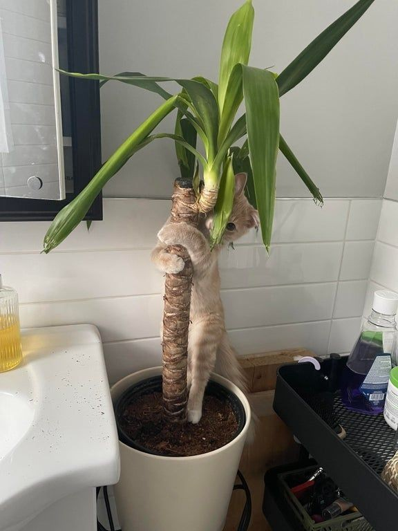 DontShowYourCat's tweet photo. my plant is growing some weird fruit https://t.co/UYgeGQcWPI