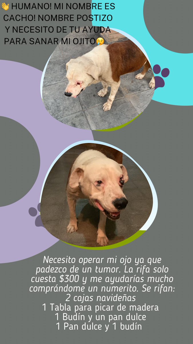 Holaa👋! El es cacho “cachito” fue encontrado y salvado hace dos meses padece de un tumor en el ojo, necesita de una operación para que se pueda curar y comprando un numérito o compartiendo esta publicación serías de mucha ayuda! Ayudemos a sanarlo.. se sortea el 22 de diciemb