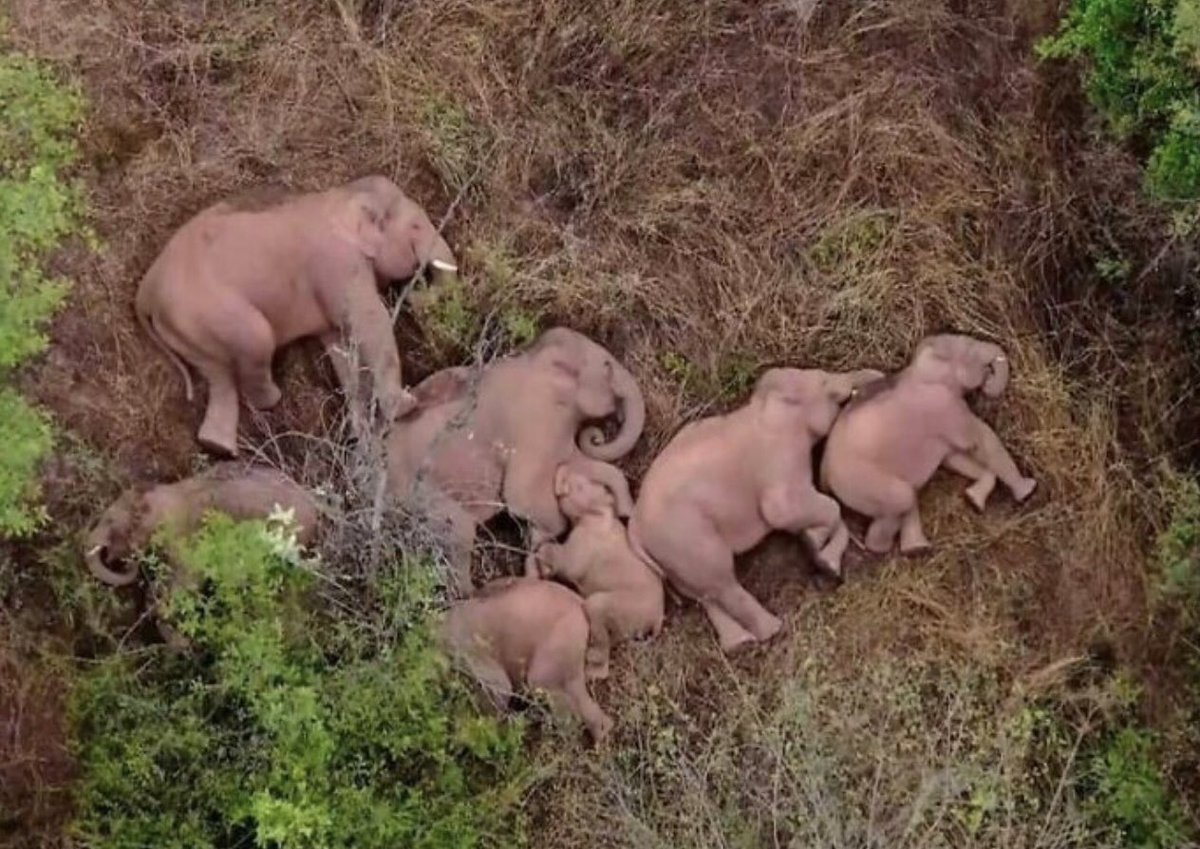 Sending out some Elephant kind of Chill I hope everyone’s experiencing tonight! And don’t worry, this Elephant family is definitely just catching some ZZZZZZs!🐘💤🐘💤🐘💤🐘