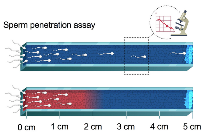 ScienceMagazine's tweet photo. A gel material based on #chitosans can block the entry of sperm in the uterus in large animals without irritation—potentially offering an effective non-hormonal alternative to current #contraceptive methods. @ScienceTM https://t.co/zR1Js5sEFE https://t.co/oo0BHp0k5Q