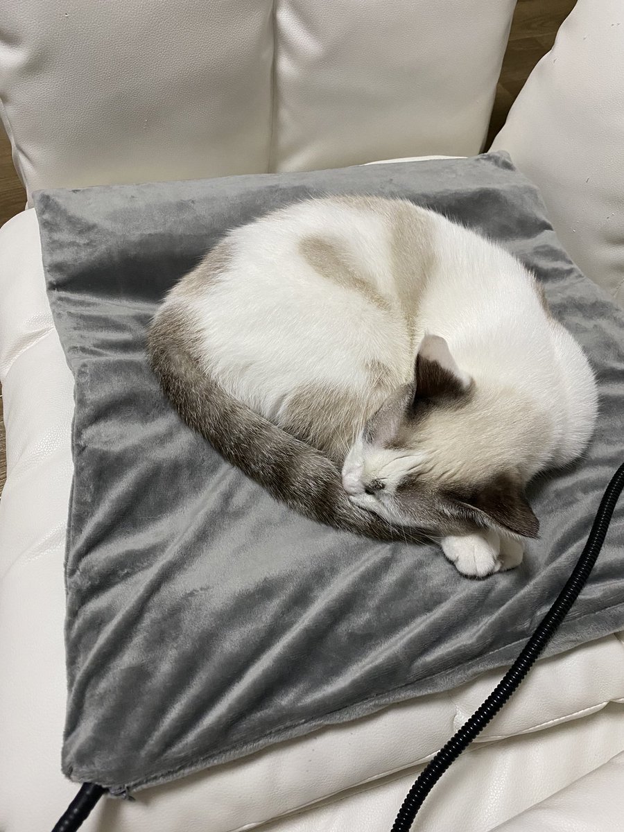 AppGuard_JP's tweet photo. こんにちは!
今日の品川区は雨のち曇🌦
暖房が全然きかないので
(なのに電気代が高いのなんで?)
猫用ホットカーペットを購入🐱✨
ご本人嬉しそうで私も嬉しいですが
これにより私の膝に来なくなりました😢
#企業公式が毎朝地元の天気を言い合う
#企業公式冬のフォロー祭り
#AppGuard
#今日の猫 https://t.co/7j9smNd1Za