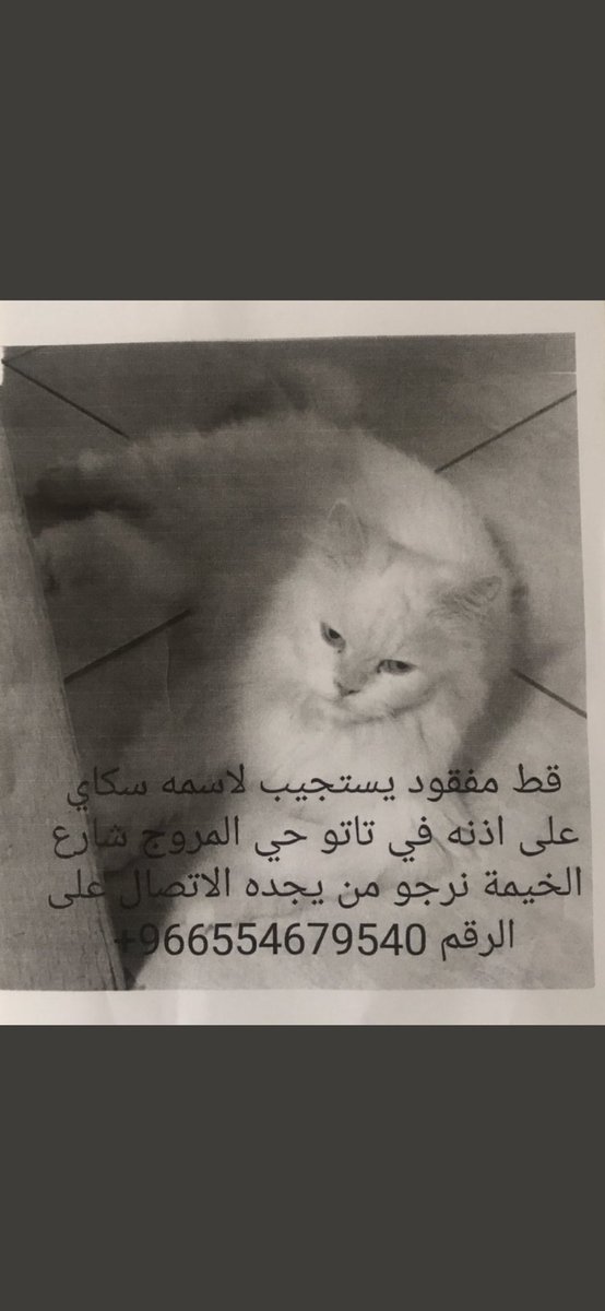 Soft_Paws tweet media