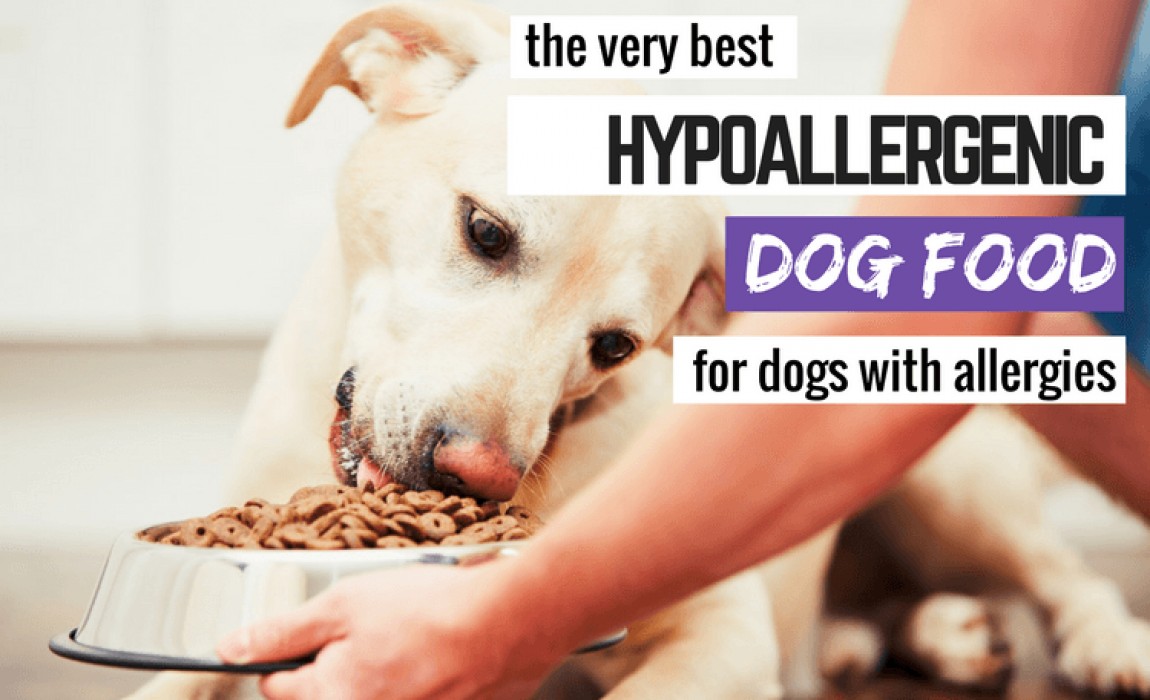 borkypets's tweet photo. Food allergies in dogs can often be challenging and difficult to address. By being an attentive dog 🦮 owner and selecting only the best dog food for allergies, you'll be ready to free and protect your dog🐕 from food allergies👉https://t.co/dnlCc3tSnC

#petlovers #dogfood #dogs https://t.co/fV9ICQvukv
