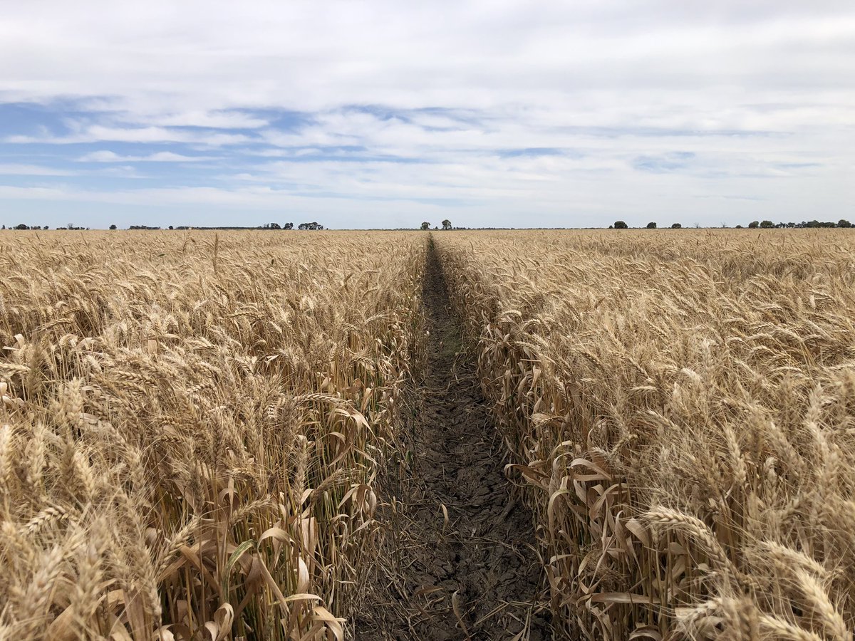 StuartOckerby's tweet photo. Photo 1&amp;2 BASF Kingston left AGT Coota right. Photo 3 BASF Kingston &amp; Photo 4 BASF Kingston right DBA Vittaroi left, all in the same irrigated paddock at Coleambally last Friday. https://t.co/afUUxYYUTg