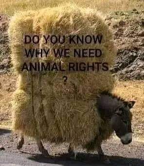 #AnimalRights #AnimalAbuse #AnimalExploitation