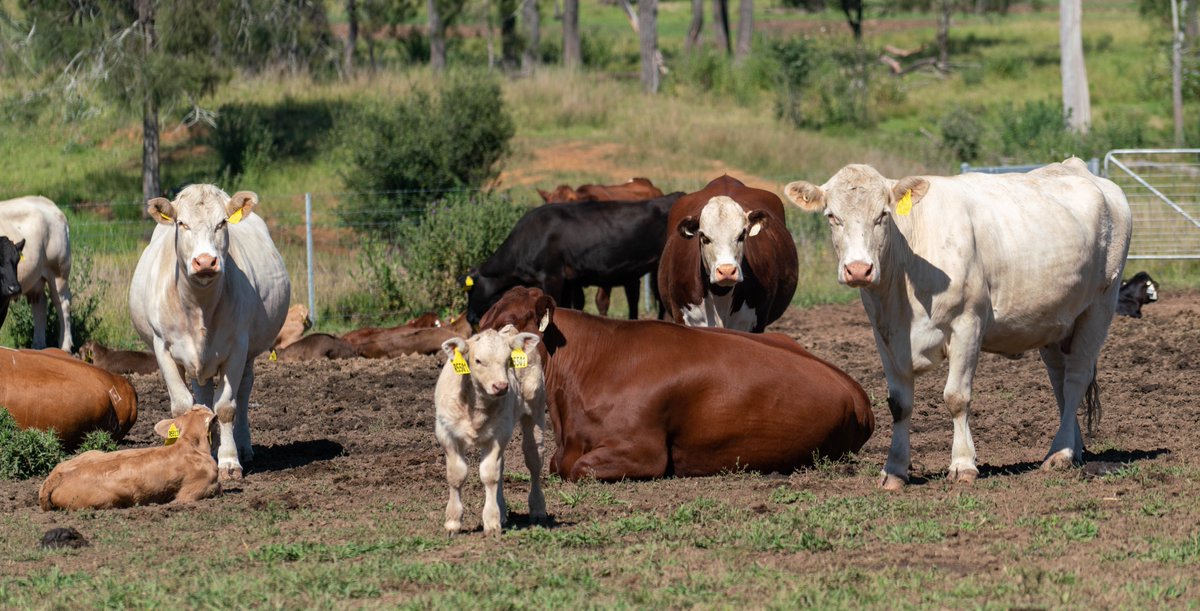 The Southern Multi Breed project has reached a significant milestone with the first heifers born within the project now having their own calves on the ground. Read more in this Spring 2022 #SBTSTBTS Update article: bit.ly/3EmzJ8l

Photo Credit: Yizhou Chen, NSW DPI