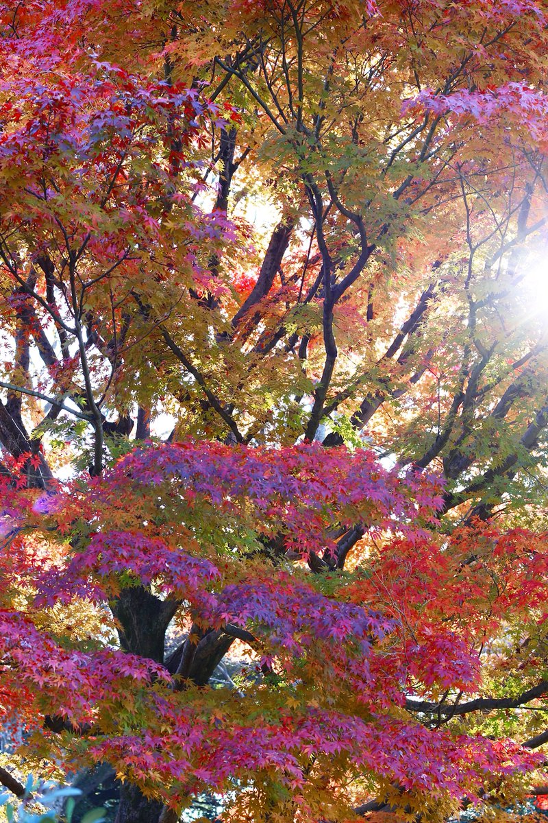 六義園の紅葉⑤