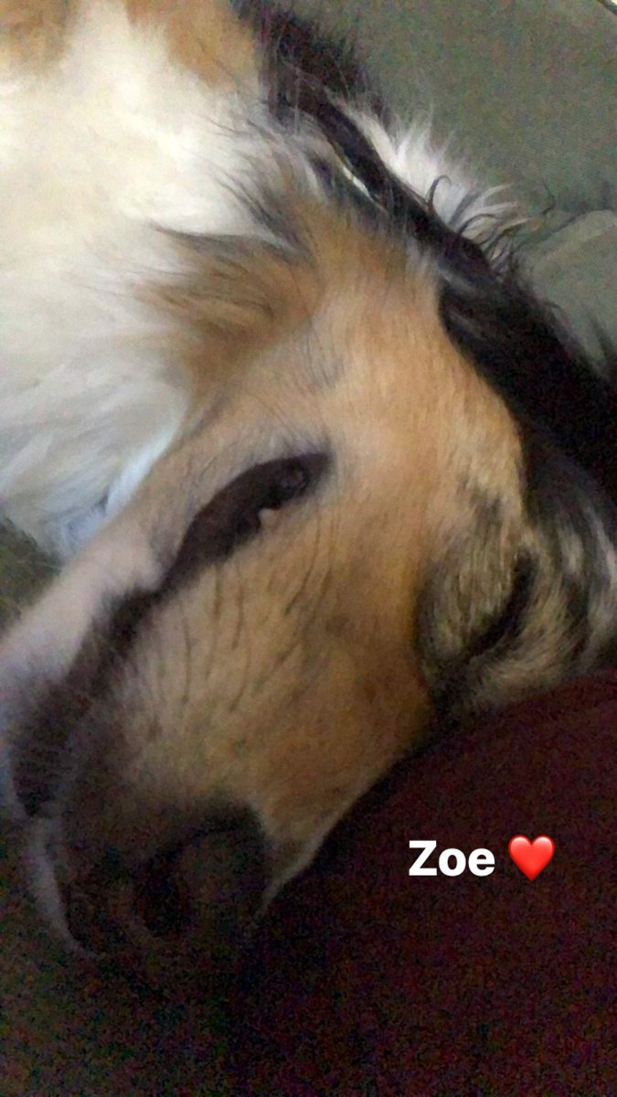 tlmcvay's tweet photo. Because I love Goose so much and I’ve been tweeting about my dogs all night with the #BGT crew, let’s see everyone’s #GooseDogs 

@UnshelledGravy @Goose_Driptych 

Here are Jed (Black Tri) and Zoe (Blue Merle). Aussies. RIP Zoe 2.26.22 https://t.co/KeCukjMACL