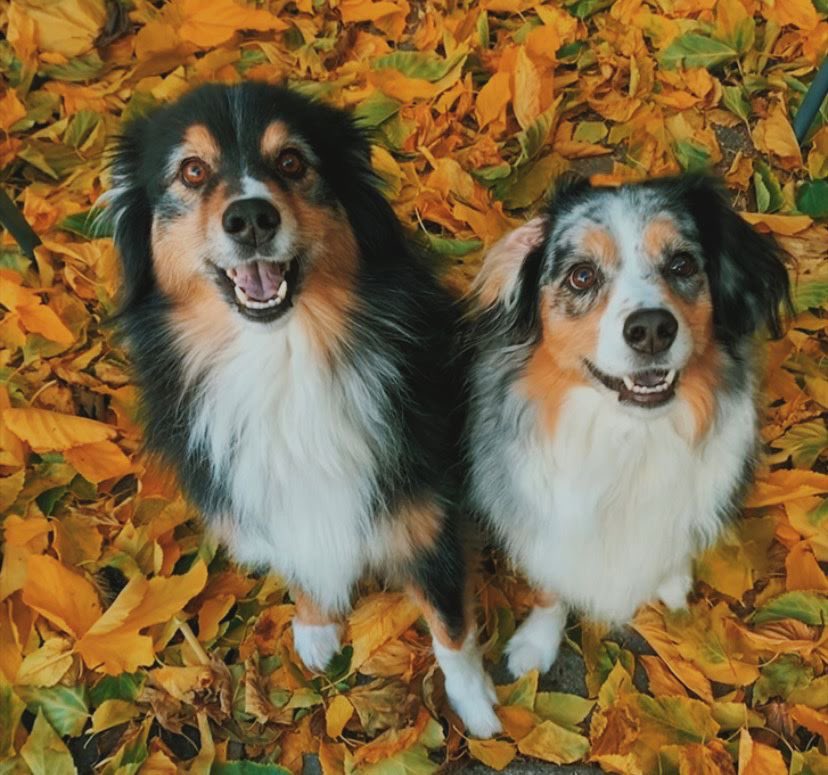 tlmcvay's tweet photo. Because I love Goose so much and I’ve been tweeting about my dogs all night with the #BGT crew, let’s see everyone’s #GooseDogs 

@UnshelledGravy @Goose_Driptych 

Here are Jed (Black Tri) and Zoe (Blue Merle). Aussies. RIP Zoe 2.26.22 https://t.co/KeCukjMACL