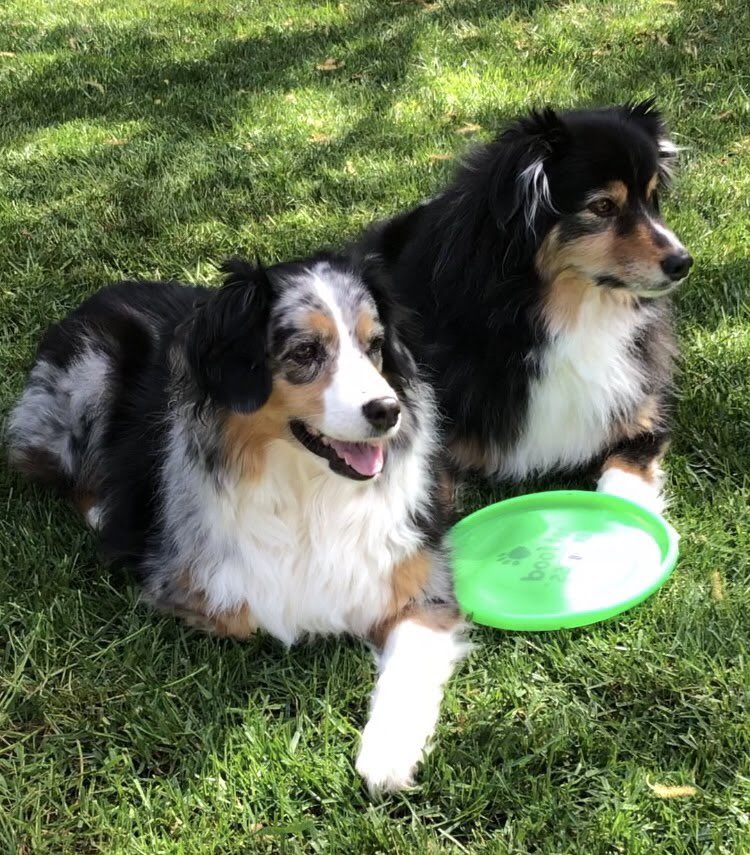 tlmcvay's tweet photo. Because I love Goose so much and I’ve been tweeting about my dogs all night with the #BGT crew, let’s see everyone’s #GooseDogs 

@UnshelledGravy @Goose_Driptych 

Here are Jed (Black Tri) and Zoe (Blue Merle). Aussies. RIP Zoe 2.26.22 https://t.co/KeCukjMACL