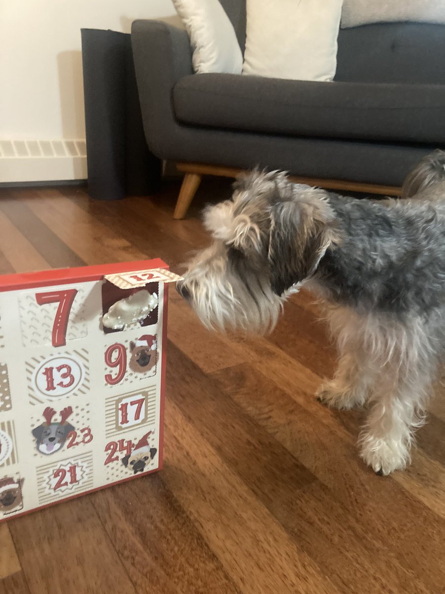 JCurryYYC's tweet photo. Day 12 of the Dog Advent calendar for the dog that isn’t ours. @ShawnaCurry_ said i can’t give Hamish a treat without taking a cute picture of the dog that isn’t ours. #adventcalender https://t.co/iUMOTUb5iW