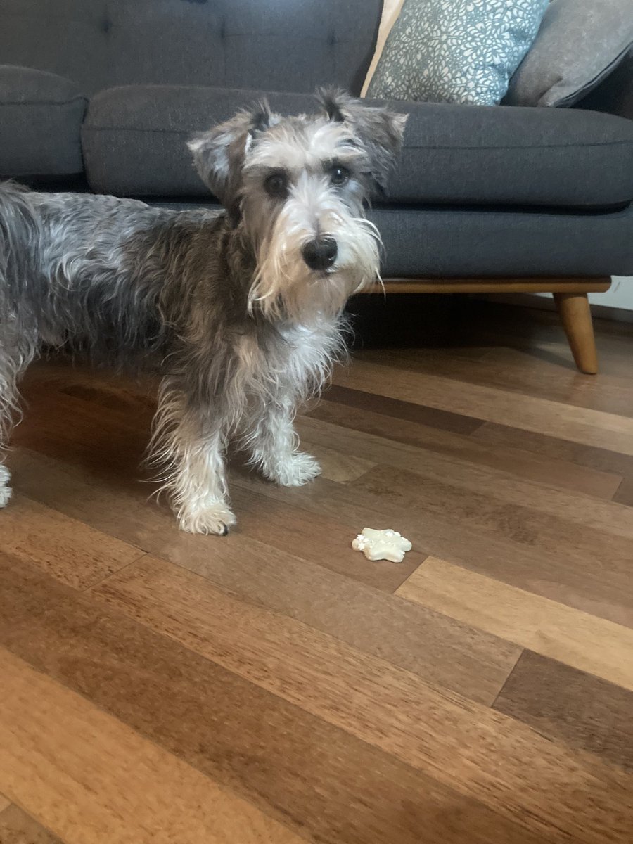JCurryYYC's tweet photo. Day 12 of the Dog Advent calendar for the dog that isn’t ours. @ShawnaCurry_ said i can’t give Hamish a treat without taking a cute picture of the dog that isn’t ours. #adventcalender https://t.co/iUMOTUb5iW