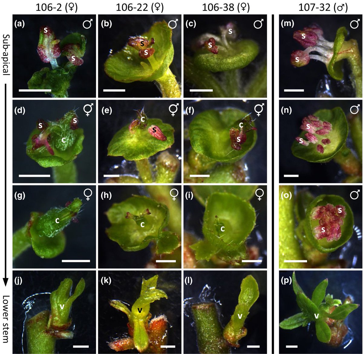 TsaiLabUGA's tweet photo. Now out in @NewPhyt, deciphering floral traits of trees in weeks and months rather than years!! @MariaAOrtegaP @RanRichard @UGAWarnell @uga_plantbio @uga_genetics @PlantCenterUGA @ga_res_alliance @UGAResearch https://t.co/HONvCnor4P https://t.co/sXby6lgGwr
