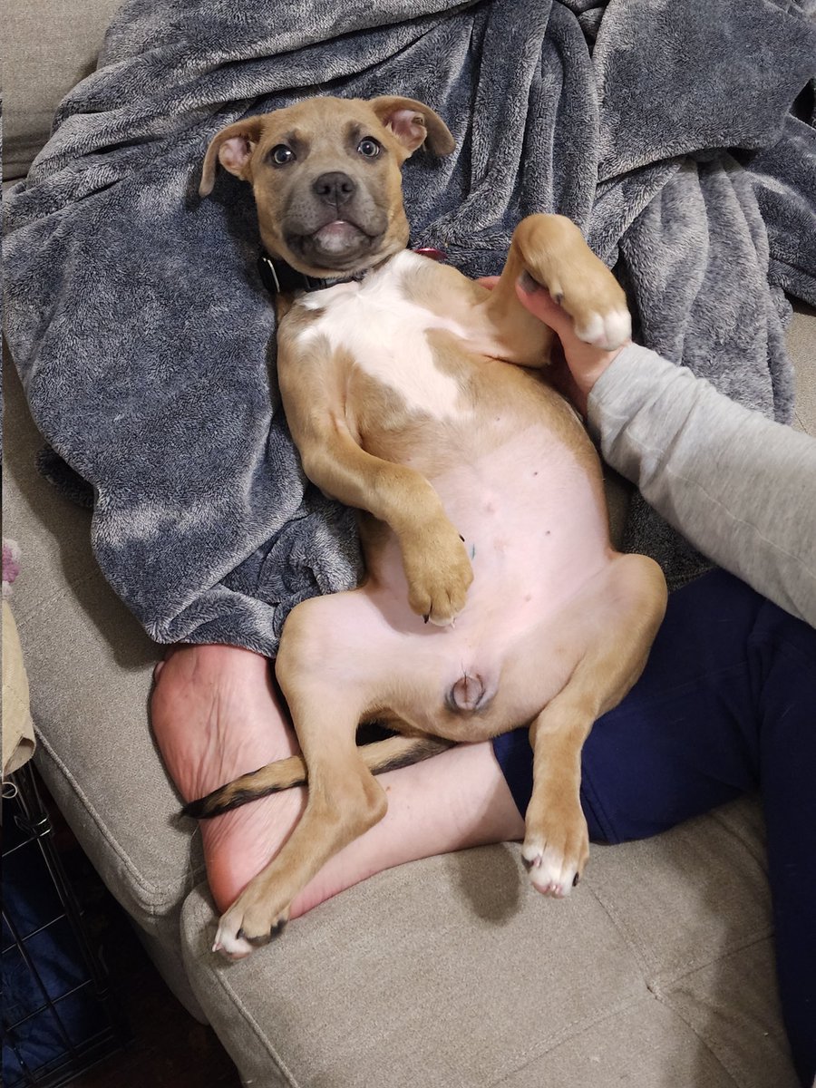 Hazel Beth Snyder lookin' like a baked potato. 

#Yellowstone 
#pibblelove
#puppy