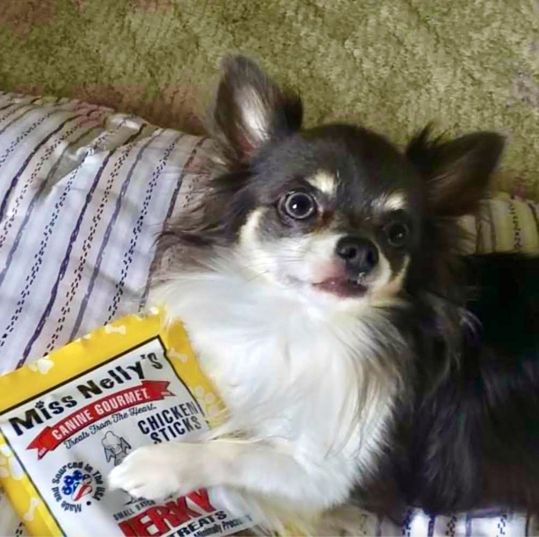 #ad ’Tis the season to spoil your pets in your life! Miss Nelly's Canine Gourmet Jerky Dog Treats make the perfect Christmas gift! 🎄Miss Nelly's even has twin packs that are only .60 cents each that make very inexpensive and thoughtful stocking stuffers

missnellys.com