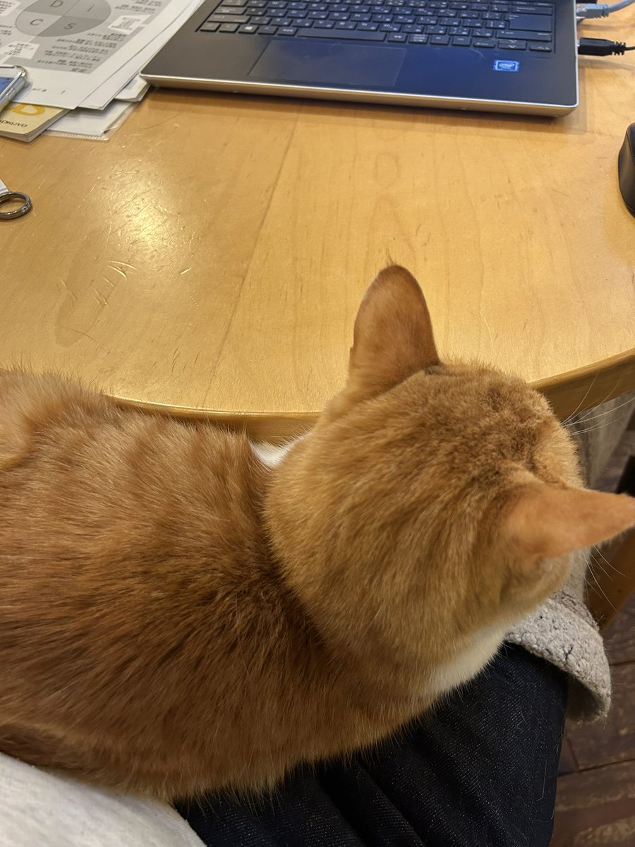 fukunekos's tweet photo. 今日は寒いので猫こたつ
あったかい(๑˃̵ᴗ˂̵) https://t.co/9NOiipwFej