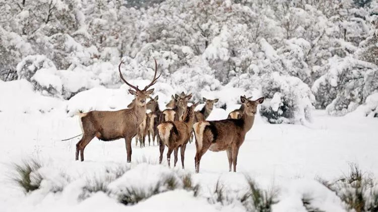 Yargı kızılgeyikleri kurtaran bir karara imza attı. Kastamonu İdare Mahkemesi, av turizmi kapsamında il genelinde bulunan 6 kızılgeyik için açılan av ihalesi hakkında yürütmeyi durdurma kararı verdi.

🖊 <a href="/idrisemen/">İdris Emen</a> haberi...
hurriyet.com.tr/gundem/kizilge…