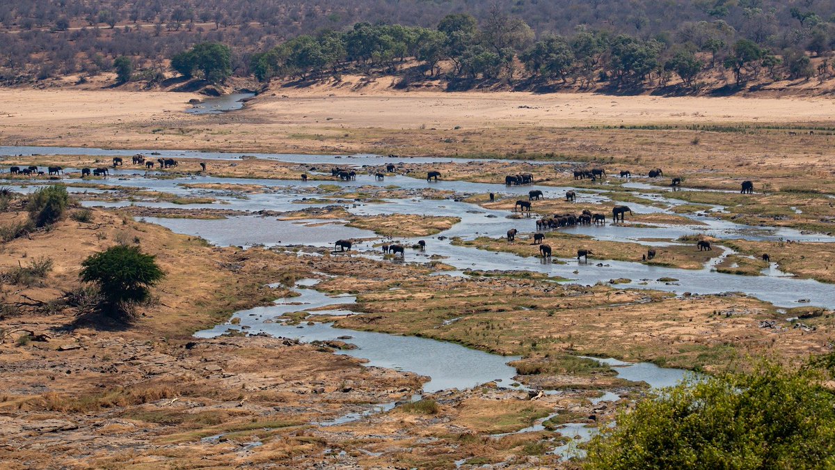 ExclusiveJourn2's tweet photo. The abundance of South Africa's #wildlife is an open invitation for #safari enthusiasts to #discover the country's #wilderness areas.
#SabiSands
#KrugerNationalPark
#Madikwe
#KariegaGameReserve
Let #ExclusiveJourneys be your #personalguide!
#journeytoafrica #bigfive https://t.co/HqZkE105F0