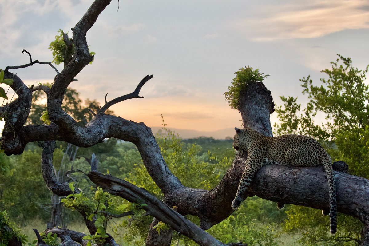 ExclusiveJourn2's tweet photo. The abundance of South Africa's #wildlife is an open invitation for #safari enthusiasts to #discover the country's #wilderness areas.
#SabiSands
#KrugerNationalPark
#Madikwe
#KariegaGameReserve
Let #ExclusiveJourneys be your #personalguide!
#journeytoafrica #bigfive https://t.co/HqZkE105F0