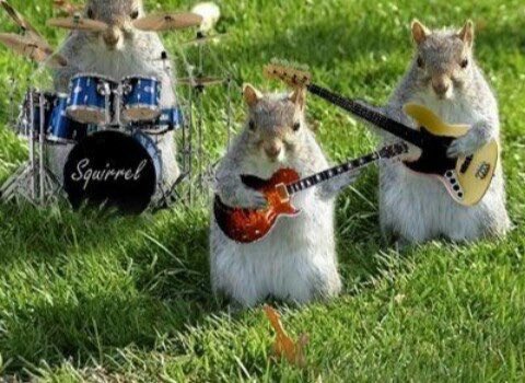 meowjuana_rena's tweet photo. Ill take it. SO CUTE
#squirrelcore https://t.co/tNoiueyFRn