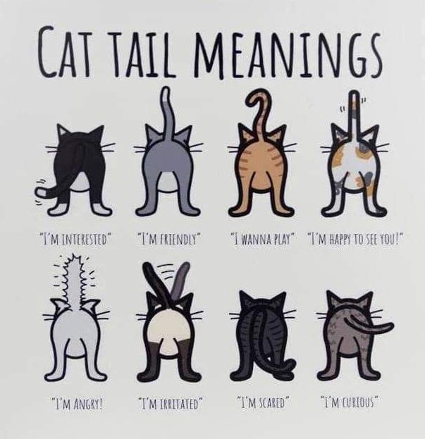 Bulu Bulu Kehidupan рџ ірџ ѕ On Twitter Habistu Saya Takde Perasaan Https