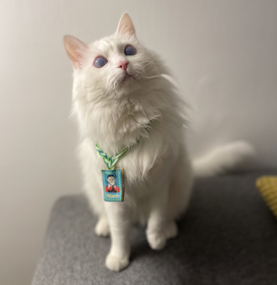 Mi Lechuza anda bien contenta con su escapulario de Malverde. #escapulario #malverde #Gatita  #happycat