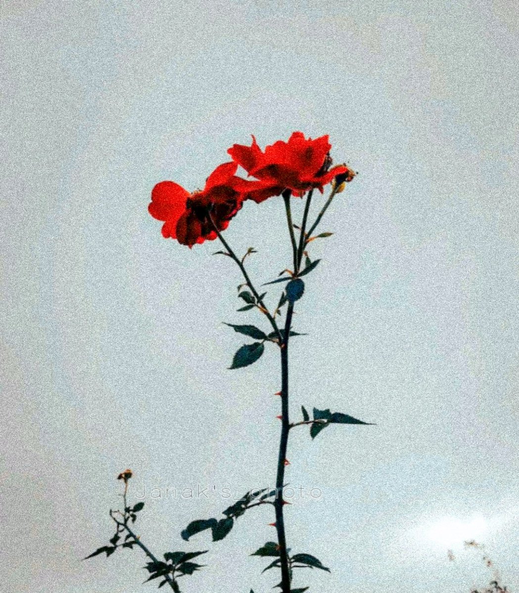 JanakRoy15's tweet photo. Naturally beautiful...

#GoodMorningTwitterWorld
#mobilephotography 
#redmi9promax https://t.co/0WUsEPd28o