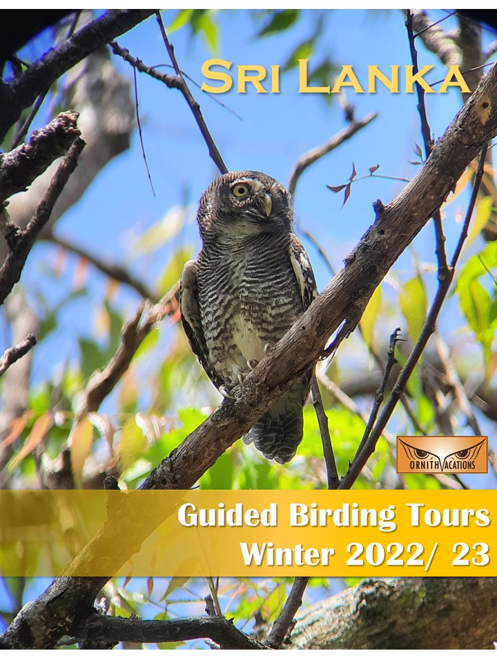 Ornithvacations~ Birding & Wildlife Holidays tweet media