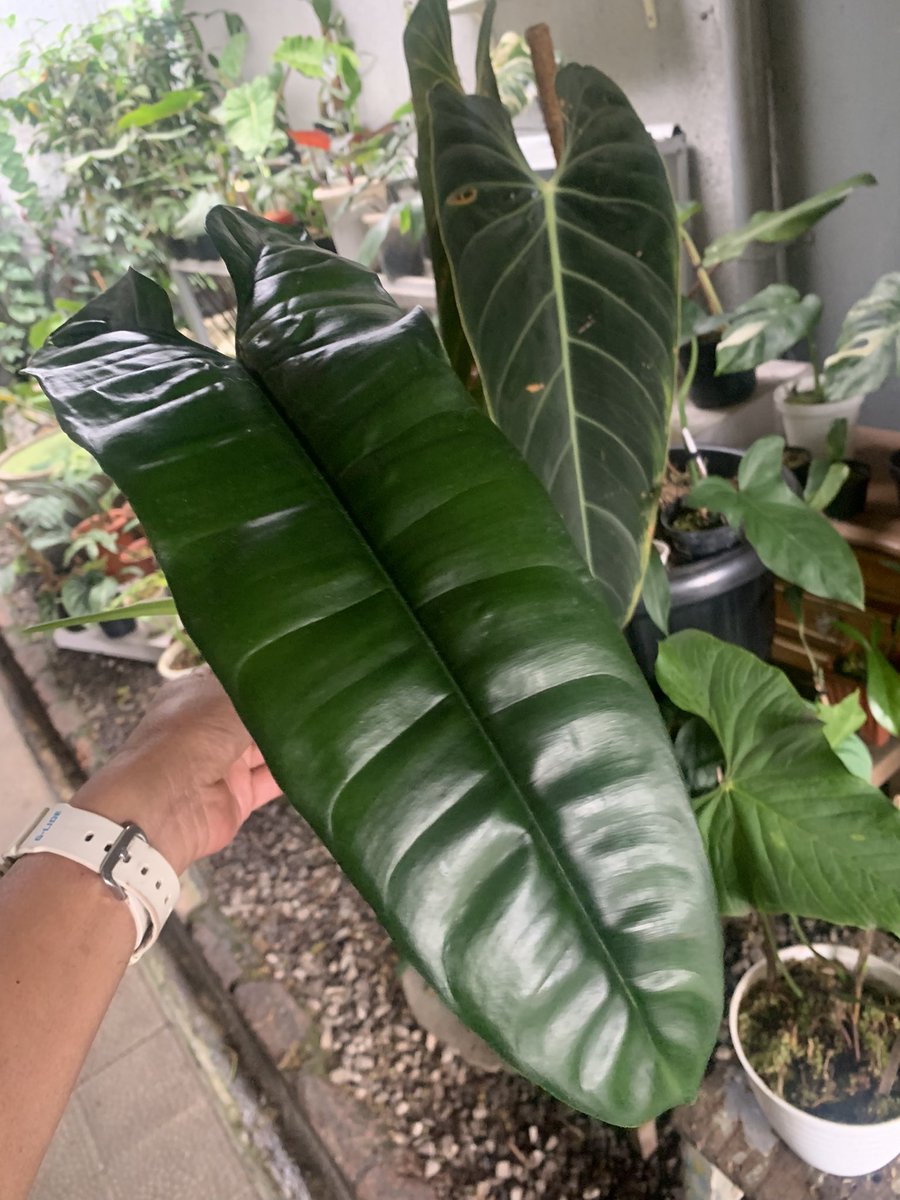 thelouplants's tweet photo. Philodendron Felix is very stuning https://t.co/OdqH0KF1Sf