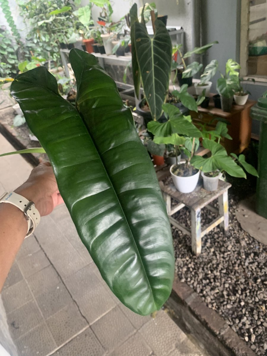 thelouplants's tweet photo. Philodendron Felix is very stuning https://t.co/OdqH0KF1Sf