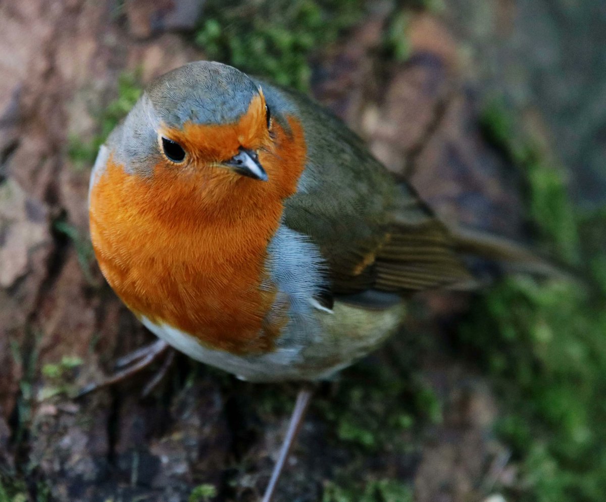 CountryfileMag's tweet photo. Today's Photo of the Day is taken in Aden country park Aberdeenshire by Loreena Price #BBCountryfileMagPOTD https://t.co/Xab04Qgd1B