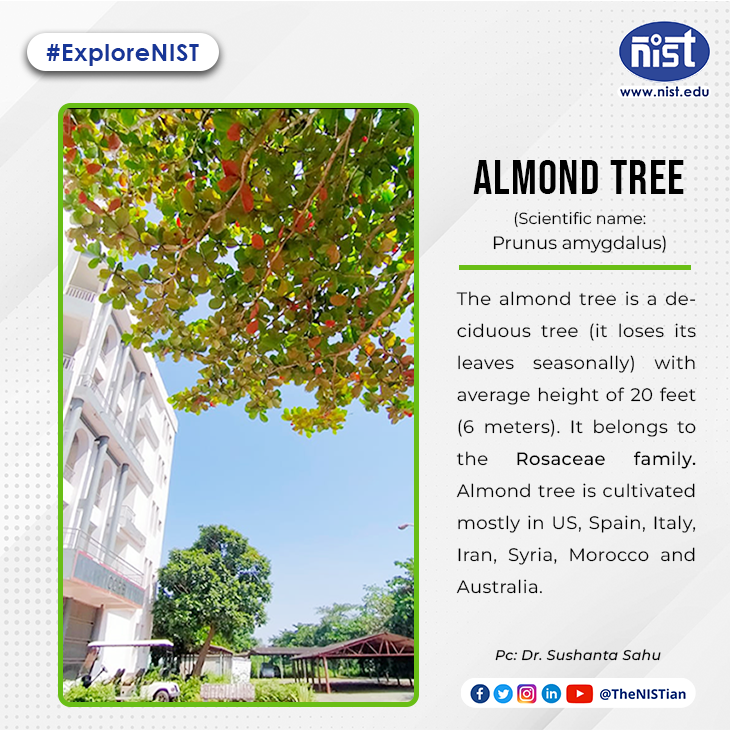 NIST_University's tweet photo. Blooming #almondtree near CORE building in our lush green campus. 

📸 Dr. Sushanta Sahu

#ExploreNIST #tree #nature #campus #homeawayfromhome #PeacefulEnvironment #bestplacetolearn #NIST #thenistian  #nistberhampur https://t.co/5rkXXFzMQA