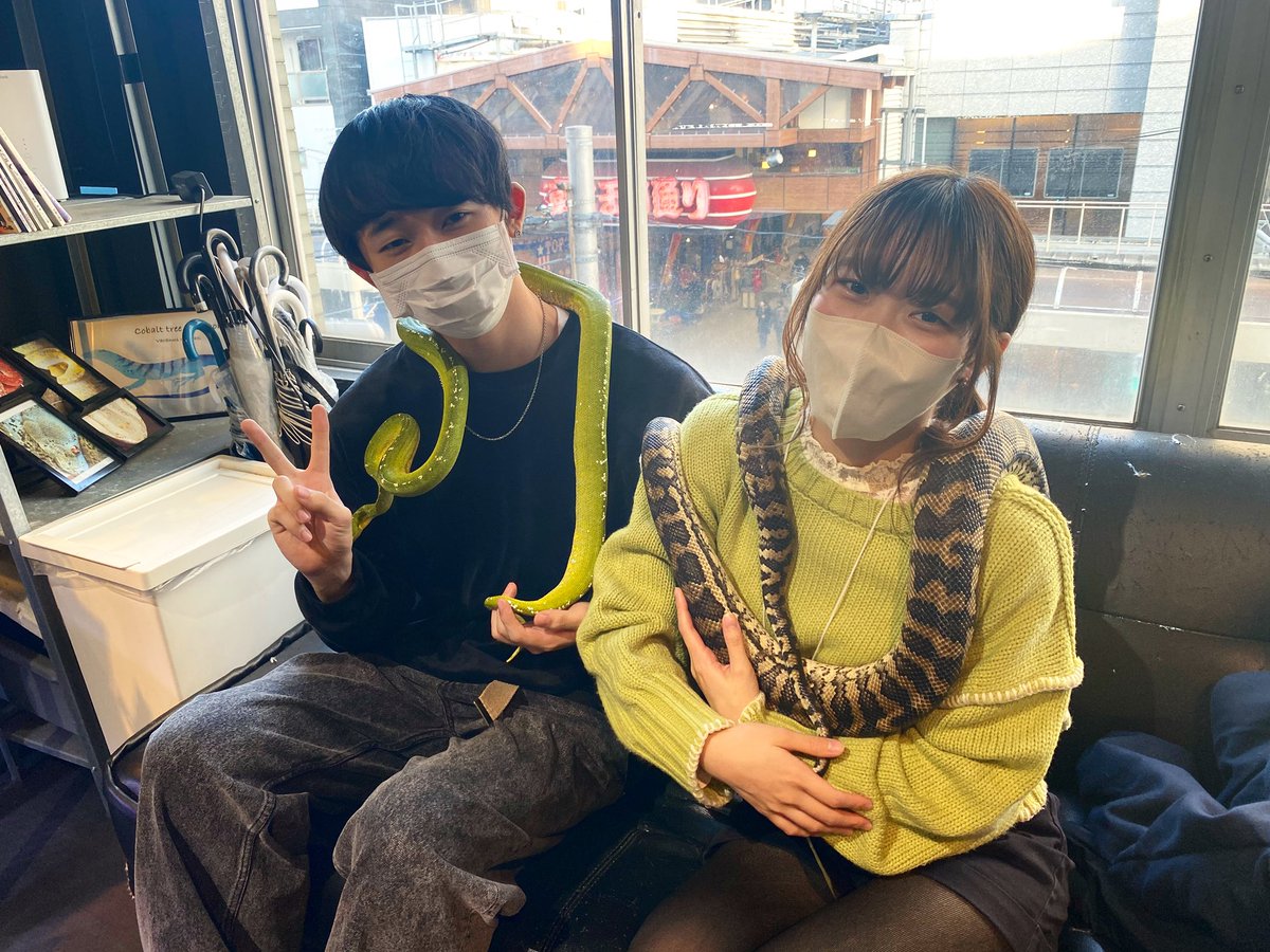 OOZOO_MONSTER's tweet photo. グリーンパイソン、カーペットパイソンとの触れ合いです🐍
撮影協力ありがとうございました✨
#グリーンパイソン #カーペットパイソン #greenpython #carpetpython #大須モンスター #大須モンスターoozoo #爬虫類カフェ #アニマルカフェ #動物 #アニマル #animal #reptiles #reptile #pets #爬行动物 https://t.co/D5TGnNKBeX